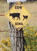 GDMBR: An interesting old Cattle On Road Warning Sign.